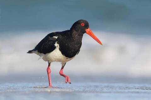 Pied Oystercatcher (Haematopus longirostris) foraging at shoreline, Victoria, Australia