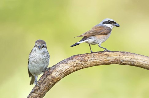 Red-backed Shrike (Lanius collurio) male perched on a branch with young, Aosta Valley, Italy