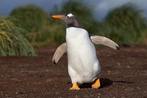 Gentoo Penguin (Pygoscelis papua) walking on highway trail, Sea Lion Island, Falkland Islands