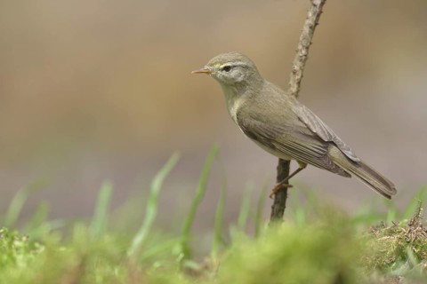 Common Chiffchaff (Phylloscopus collybita) perched on a branch, Netherlands