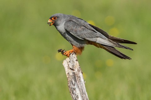 Red-Footed Falcon (Falco vespertinus), adult male eating a cricket, Galicia, Spain
