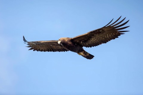 Golden Eagle (Aquila chrysaetos) male flying, Andalusia, Spain