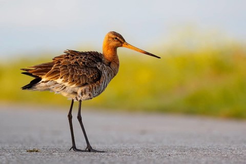 Black-tailed Godwit (Limosa limosa), Netherlands