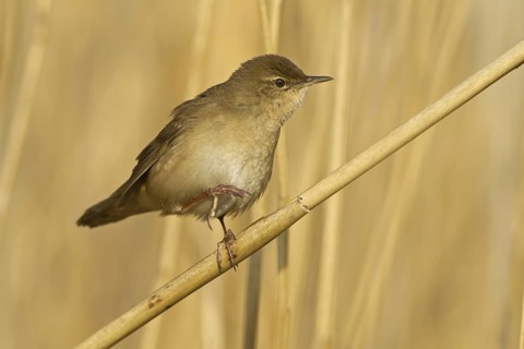Savi's Warbler (Locustella luscinioides), Rhineland-Palatinate, Germany