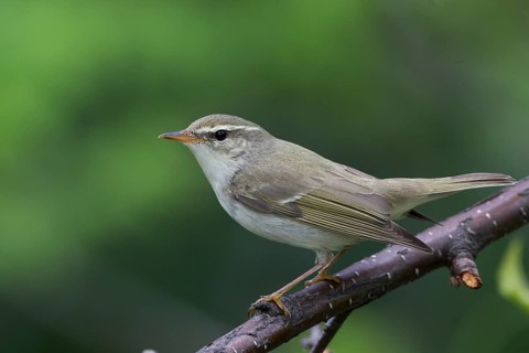 Arctic Warbler - Wanderlaubsänger - Phylloscopus borealis. Russia (Ural)