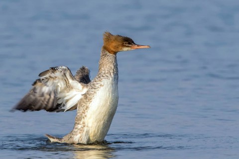 Common Merganser (Mergus merganser) female flapping, Mecklenburg-Western Pomerania, Germany