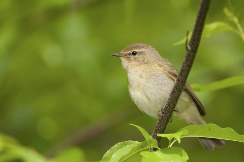 Common Chiffchaff - Zilpzalp - Phylloscopus collybita ssp. collybita, Germany