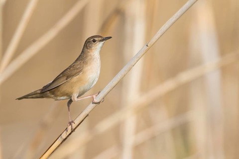 Savis Warbler - Rohrschwirl - Locustella luscinoides, Germany