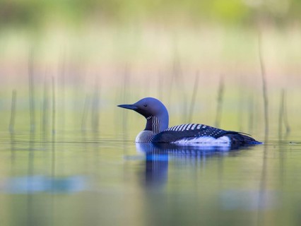 Black-throated Loon (Gavia arctica), Sweden
