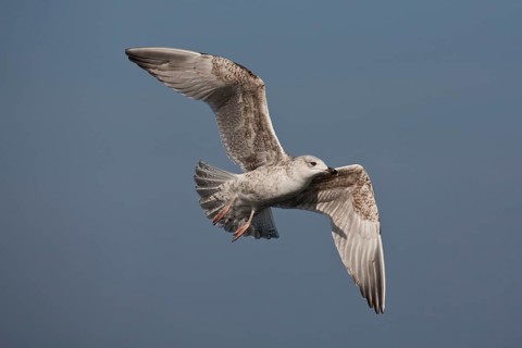 European Herring Gull (Larus argentatus) flying, Baltic Sea, Germany