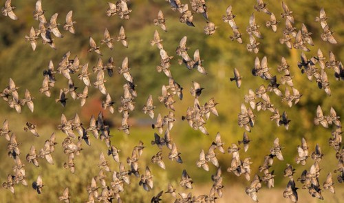 Common Starling (Sturnus vulgaris) large swarm flying in at sleeping place, Brandenburg, Germany
