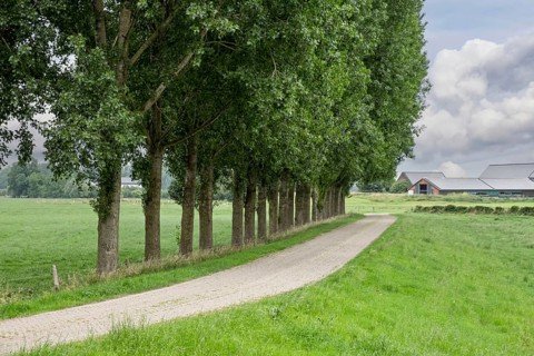 Narrow road lined with tall trees on a green meadow under a cloudy sky, Lower Rhine, North