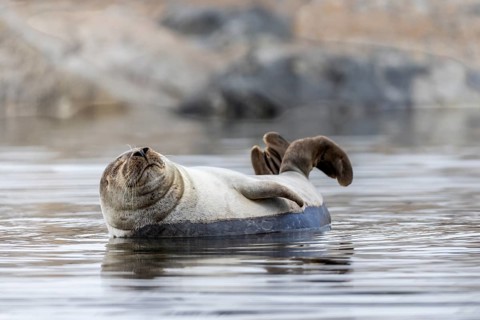 Harbour seal (Phoca vitulina) lying on a stone in the water, Mammals (Mammalia), Smeerenburgbreen,