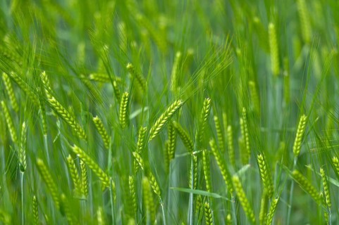 Grain field with unripe ears of barley (Hordeum vulgare), delicate structure, texture, background