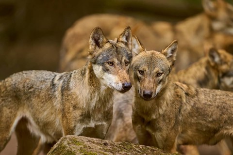Wolf (Canis lupus), two wolves standing close to each other behind a rock, looking connected,