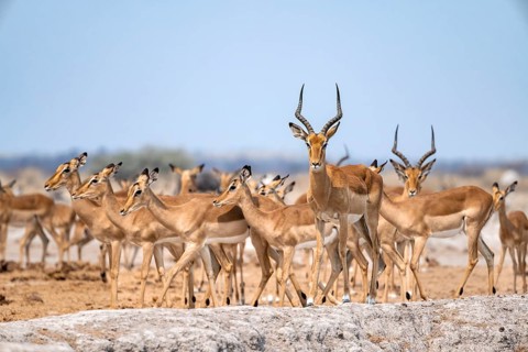 Herd of impala (Aepyceros melampus) at a waterhole, black heeler antelope, Nxai Pan National Park,