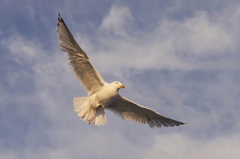 European Herring Gull (Larus argentatus) flying, Nord-Trondelag, Norway