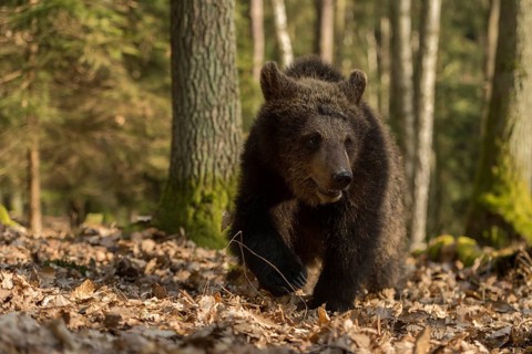 European brown bear (Ursus arctos), young, clumsily running through the autumn forest, exploring