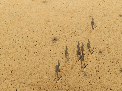 Hartmann's Mountain Zebra (Equus zebra hartmannae). Roaming an arid plain at the edge of the Namib