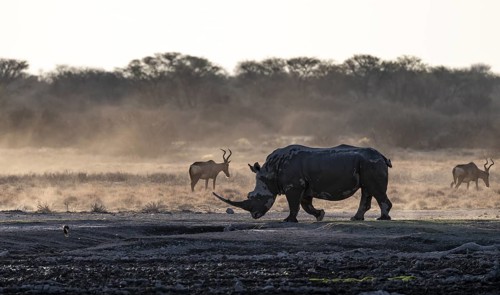 Dramatic atmosphere, Southern white rhinoceros (Ceratotherium simum simum), Khama Rhino Sanctuary,