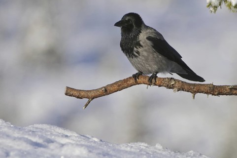 Hooded Crow (Corvus cornix), Norway