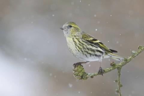 Eurasian Siskin (Spinus spinus), Saxony, Germany