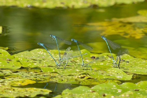 Common blue damselfly (Enallagma cyathigerum) four adult pairs of insects mating on a pond lily