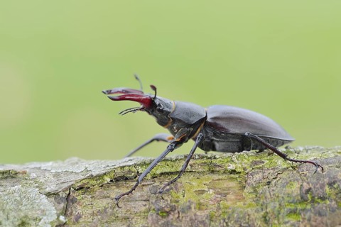 Stag beetle (Lucanus cervus), male, Normandy, France