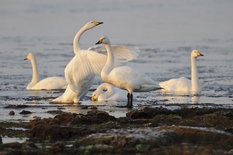 Whooper Swan (Cygnus cygnus), Lower Saxony, Germany