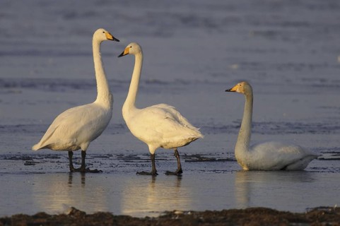 Whooper Swan (Cygnus cygnus), Lower Saxony, Germany