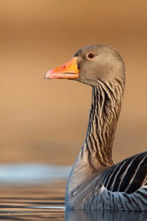 Greylag Goose (Anser anser), Utrecht, Netherlands