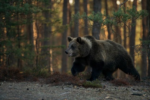 In the early morning light... European brown bear (Ursus arctos) running along the edge of a