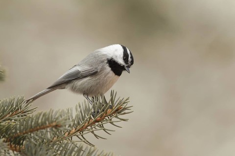 Mountain Chickadee (Poecile gambeli), California, USA