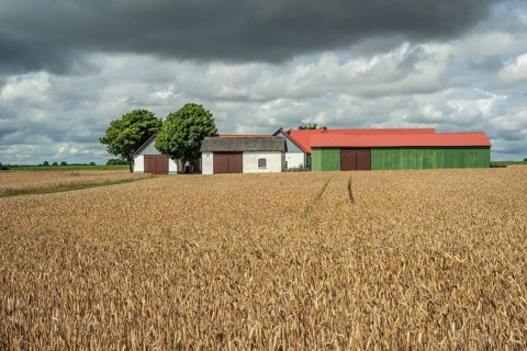 Field with ripe wheat at farm and heavy clouds in Ingelstorp, Ysads municipality, Skåne county,