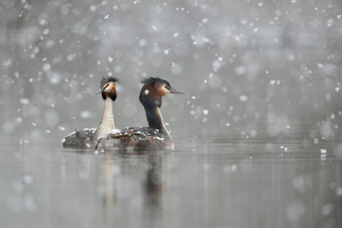 Great Crested Grebe (Podiceps Scalloped ribbonfish), swimming couple, courtship display in