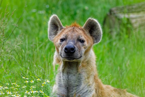 Animal portrait, spotted hyena (Crocuta crocuta), attentive, captive, distribution sub-Saharan