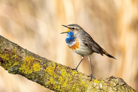 Bluethroat (Luscinia svecica cyanecula) ml Germany