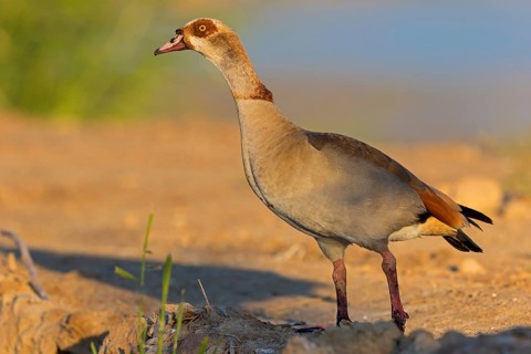 Nilgans, Egyptian Goose, Alopochen aegyptiacus, Ouette d'Égypte, Oie d'Égypte, Ganso del Nilo