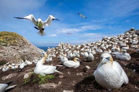 Northern Gannet (Morus bassanus) colony, Saltee Islands, Ireland