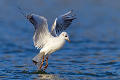 Lachmöwe, Black-headed Gull, Common Black-headed Gull, Larus ridibundus, Mouette rieuse, Gaviota