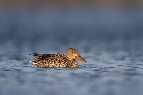 Slobeend, Northern Shoveler, Anas clypeata