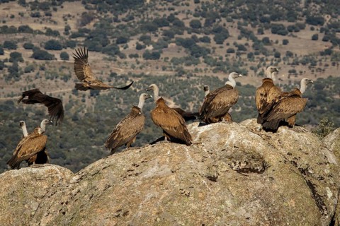 Griffon Vulture (Gyps fulvus) on rocks, Castile and Leon, Spain
