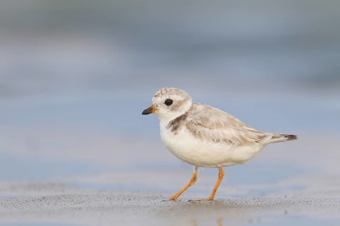Adult Piping Plover feeding on New England beach