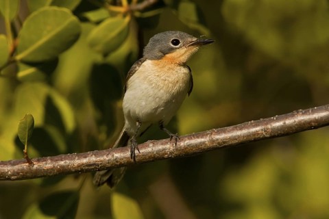 Broad-billed Flycatcher (Myiagra ruficollis), Western Australia, Australia
