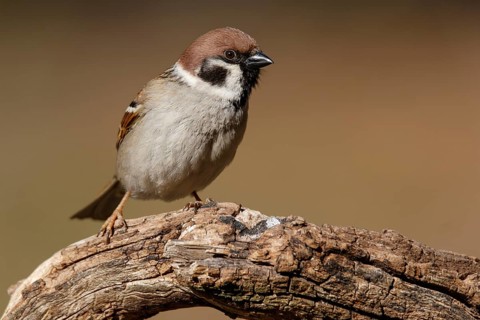 Eurasian Tree Sparrow (Passer montanus), perched, Castile and Leon, Spain