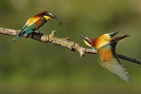 European Bee-eater (Merops apiaster) pair displaying, Piedmont, Italy