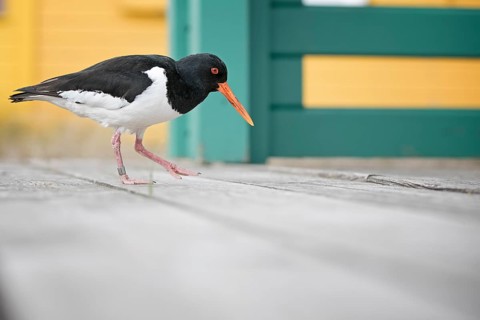 Eurasian Oystercatcher (Haematopus ostralegus), Schleswig-Holstein, Germany