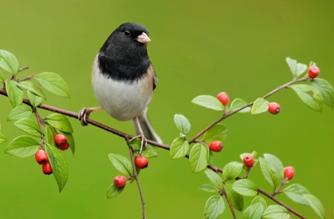 Oregon Junco (Junco hyemalis oreganus), British Columbia, Canada