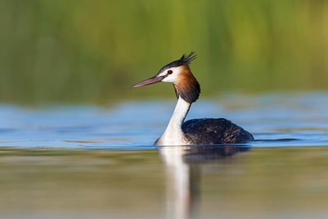 Australasian Crested Grebe (Podiceps cristatus australis), Victoria, Australia