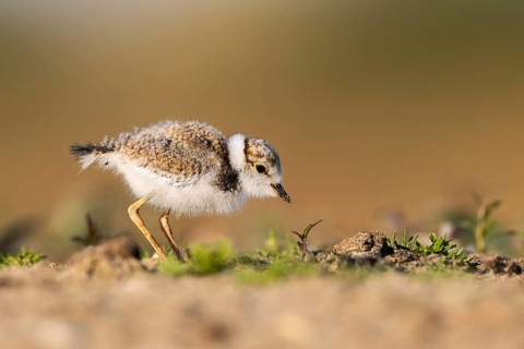 Little Ringed Plover (Charadrius dubius) chick, North Rhine-Westphalia, Germany